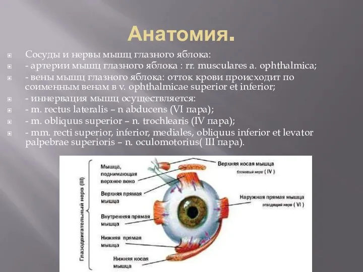 Анатомия. Сосуды и нервы мышц глазного яблока: - артерии мышц глазного