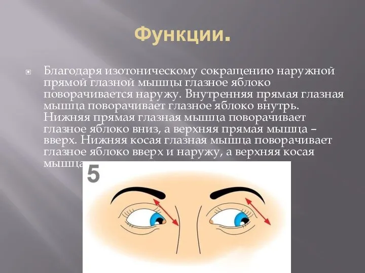 Функции. Благодаря изотоническому сокращению наружной прямой глазной мышцы глазное яблоко поворачивается