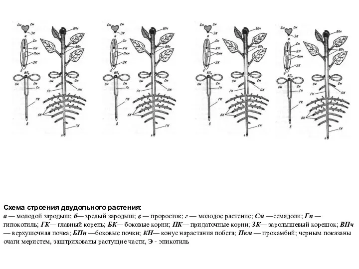 Схема строения двудольного растения: а — молодой зародыш; б— зрелый зародыш;