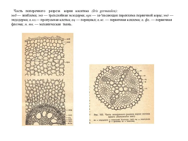 Часть поперечного разреза корня касатика (Iris germanlca): эпб — зииблема; экз