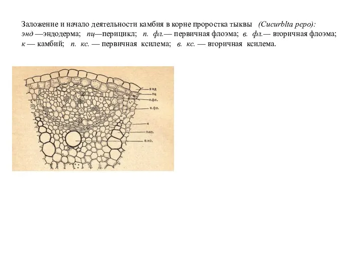 Заложение и начало деятельности камбия в корне про­ростка тыквы (Cucurblta реро):