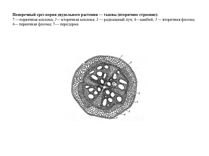 Поперечный срез корня двудольного растения — тыквы (вторичное строение): 7 —первичная