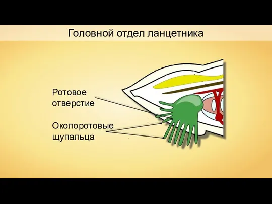 Головной отдел ланцетника