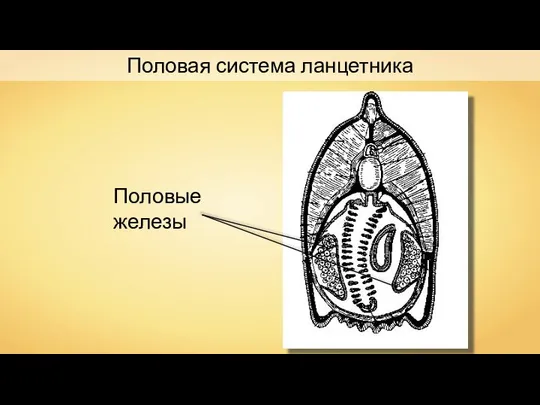 Половая система ланцетника