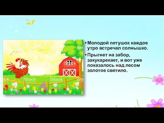 Молодой петушок каждое утро встречал солнышко. Прыгнет на забор, закукарекает, и