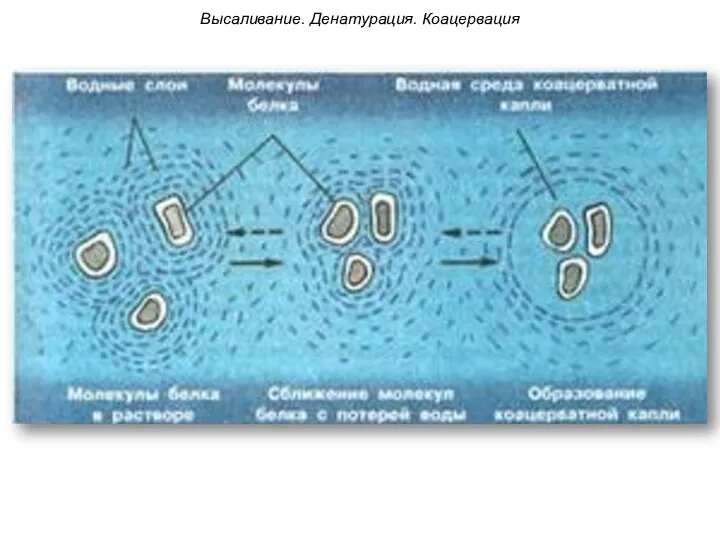 Высаливание. Денатурация. Коацервация