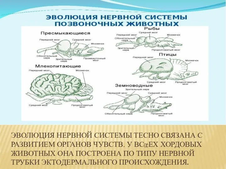 ЭВОЛЮЦИЯ НЕРВНОЙ СИСТЕМЫ ТЕСНО СВЯЗАНА С РАЗВИТИЕМ ОРГАНОВ ЧУВСТВ. У ВСЕХ