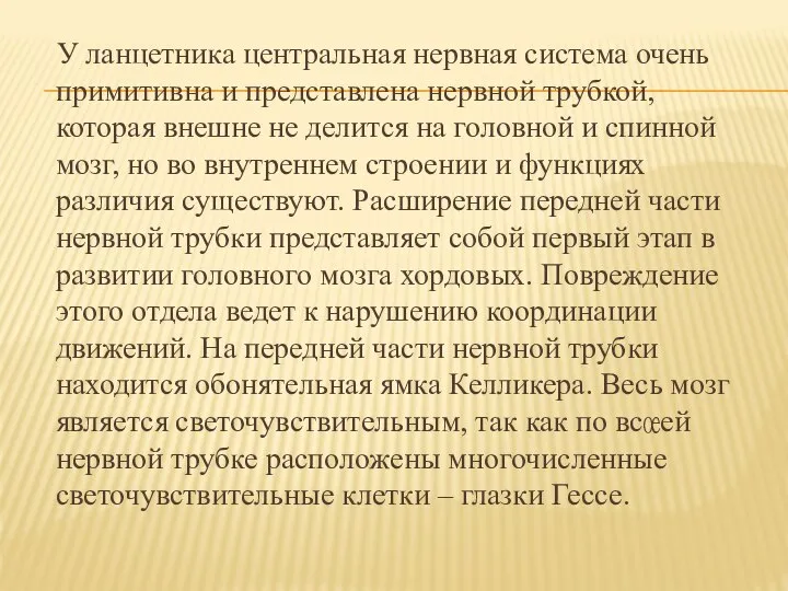 У ланцетника центральная нервная система очень примитивна и представлена нервной трубкой,