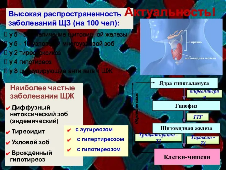 Высокая распространенность заболеваний ЩЗ (на 100 чел): Актуальность! у 5 -