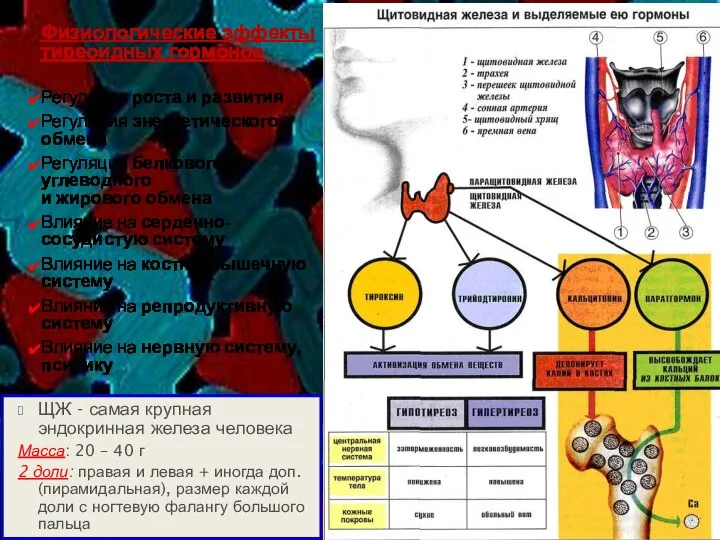 Физиологические эффекты тиреоидных гормонов Регуляция роста и развития Регуляция энергетического обмена