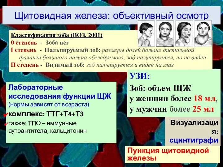 Щитовидная железа: объективный осмотр Классификация зоба (ВОЗ, 2001) 0 степень -