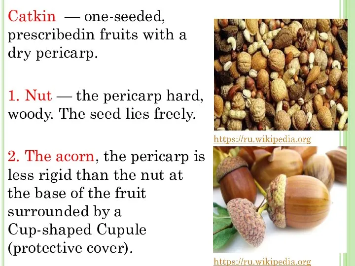 Catkin — one-seeded, prescribedin fruits with a dry pericarp. 1. Nut