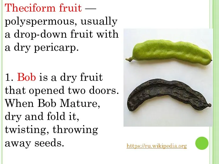 Theciform fruit — polyspermous, usually a drop-down fruit with a dry