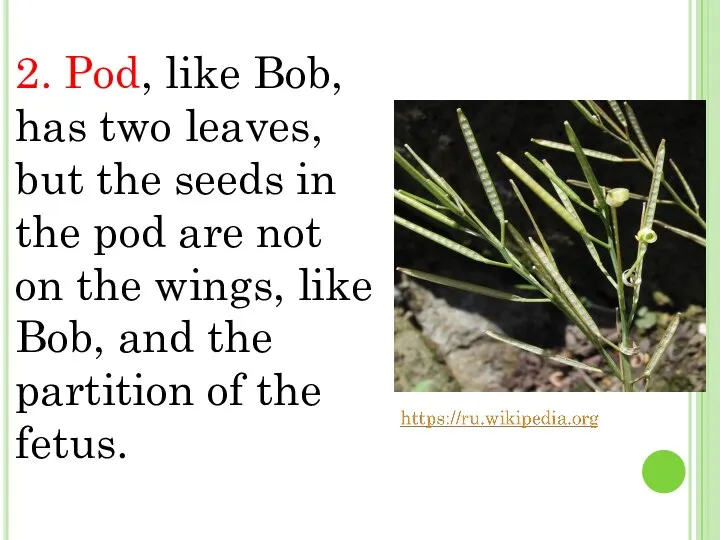 2. Pod, like Bob, has two leaves, but the seeds in