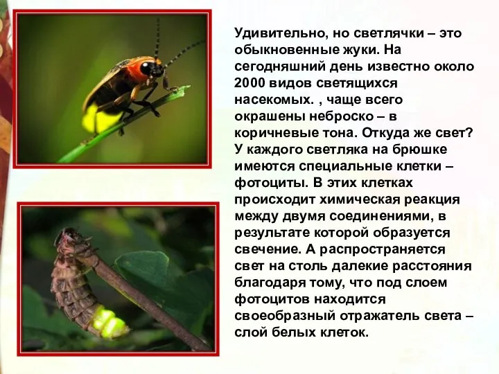 Удивительно, но светлячки – это обыкновенные жуки. На сегодняшний день известно