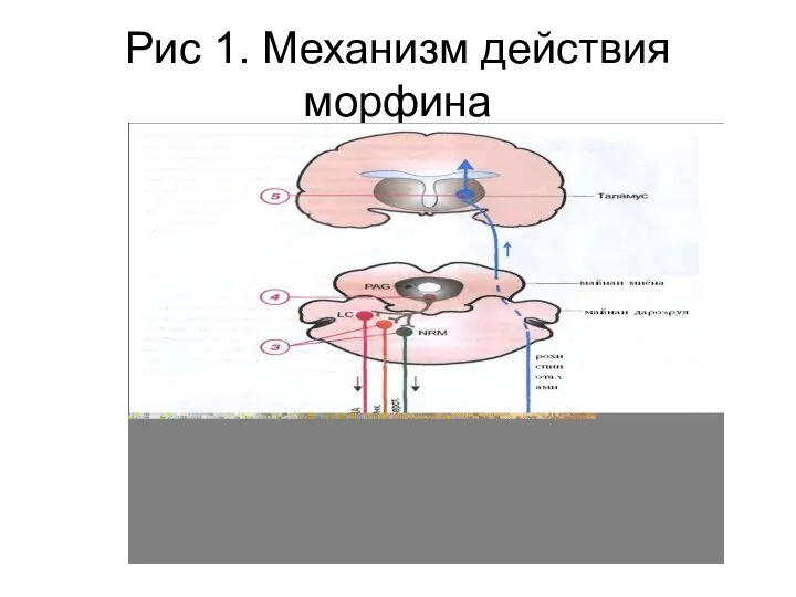 Рис 1. Механизм действия морфина