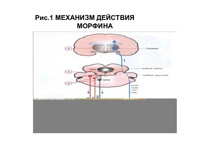 Рис.1 МЕХАНИЗМ ДЕЙСТВИЯ МОРФИНА