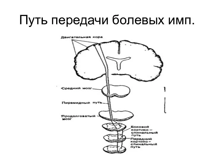 Путь передачи болевых имп.