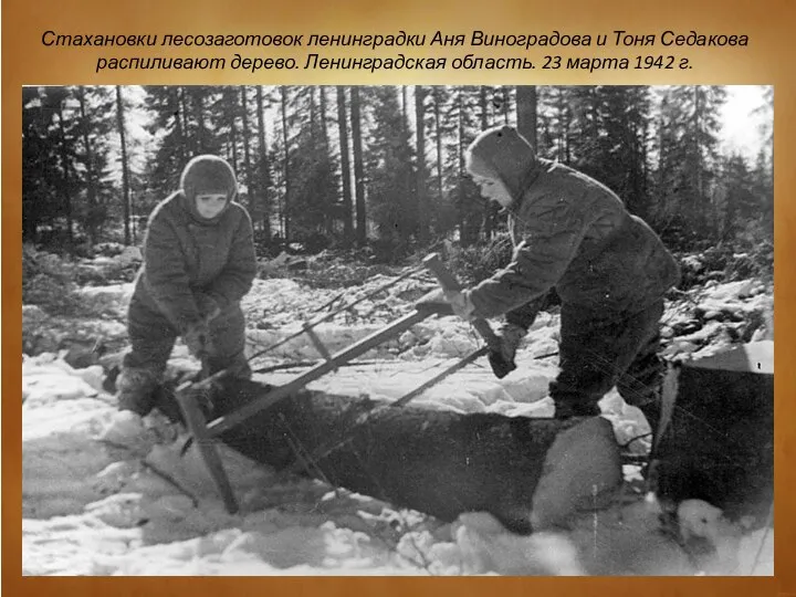 Стахановки лесозаготовок ленинградки Аня Виноградова и Тоня Седакова распиливают дерево. Ленинградская область. 23 марта 1942 г.