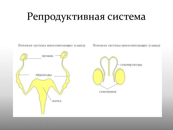 Репродуктивная система