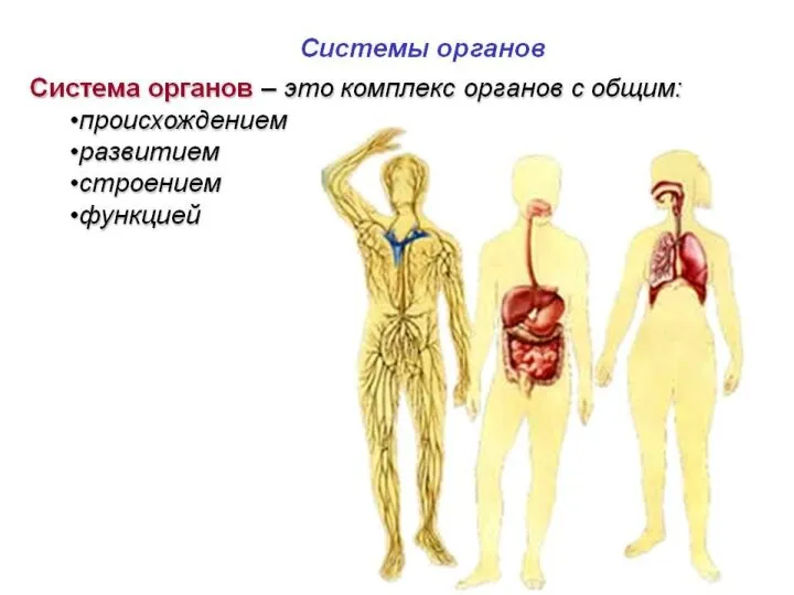 СИСТЕМА ОРГАНОВ Группа анатомически связанных между собой органов, имеющих общее происхождение