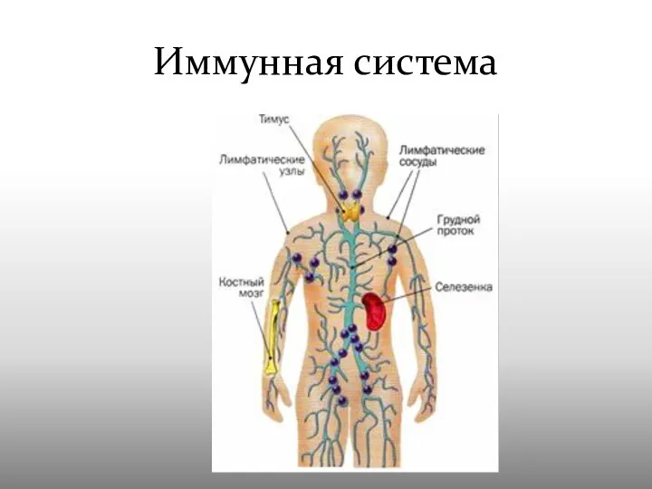 Иммунная система