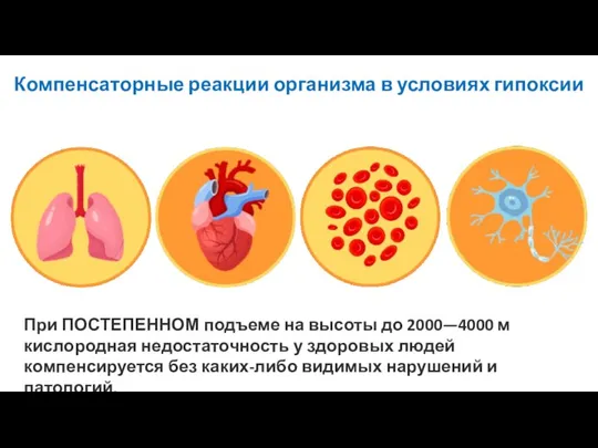 Компенсаторные реакции организма в условиях гипоксии При ПОСТЕПЕННОМ подъеме на высоты