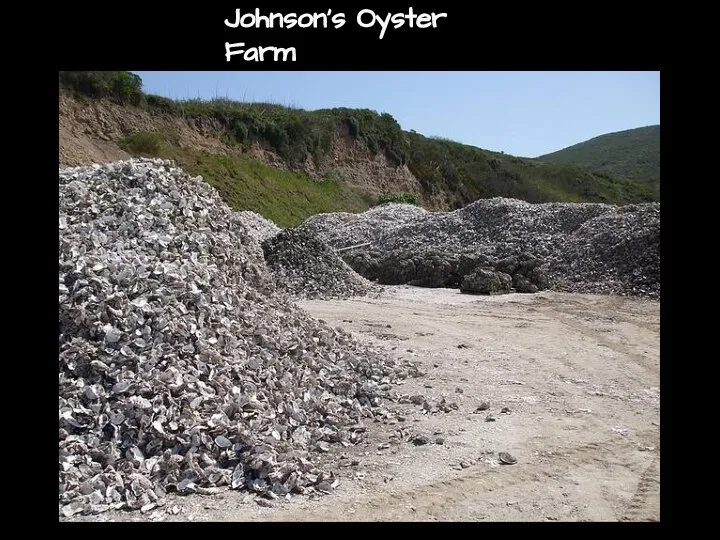 Johnson's Oyster Farm