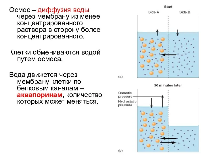 Осмос – диффузия воды через мембрану из менее концентрированного раствора в