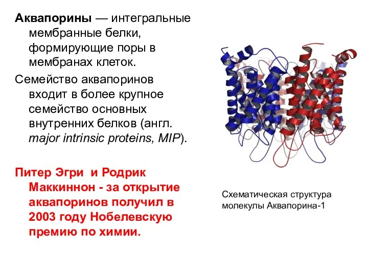 Аквапорины — интегральные мембранные белки, формирующие поры в мембранах клеток. Семейство