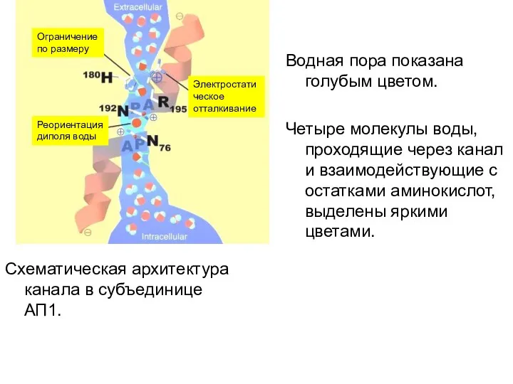 Водная пора показана голубым цветом. Четыре молекулы воды, проходящие через канал