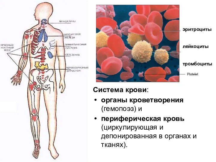 Система крови: органы кроветворения (гемопоэз) и периферическая кровь (циркулирующая и депонированная