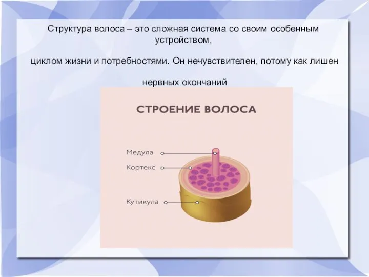 Структура волоса – это сложная система со своим особенным устройством, циклом