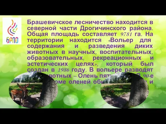 Брашевичское лесничество находится в северной части Дрогичинского района. Общая площадь составляет