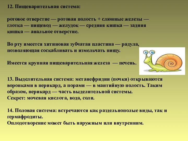 12. Пищеварительная система: ротовое отверстие — ротовая полость + слюнные железы