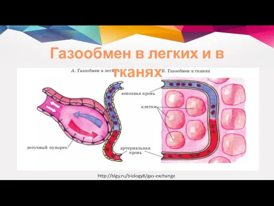 http://blgy.ru/biology8/gas-exchange Газообмен в легких и в тканях