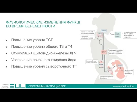 ФИЗИОЛОГИЧЕСКИЕ ИЗМЕНЕНИЯ ФУНКЦИИ ЩЖ ВО ВРЕМЯ БЕРЕМЕННОСТИ Повышение уровня ТСГ Повышение