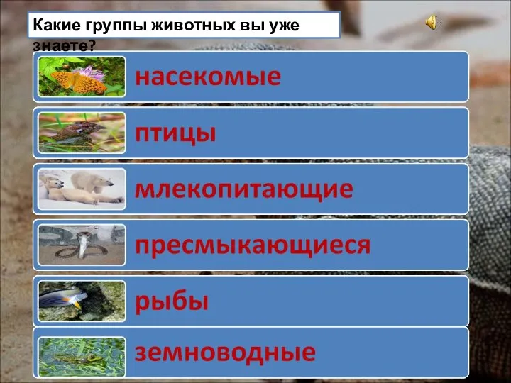 Какие группы животных вы уже знаете?