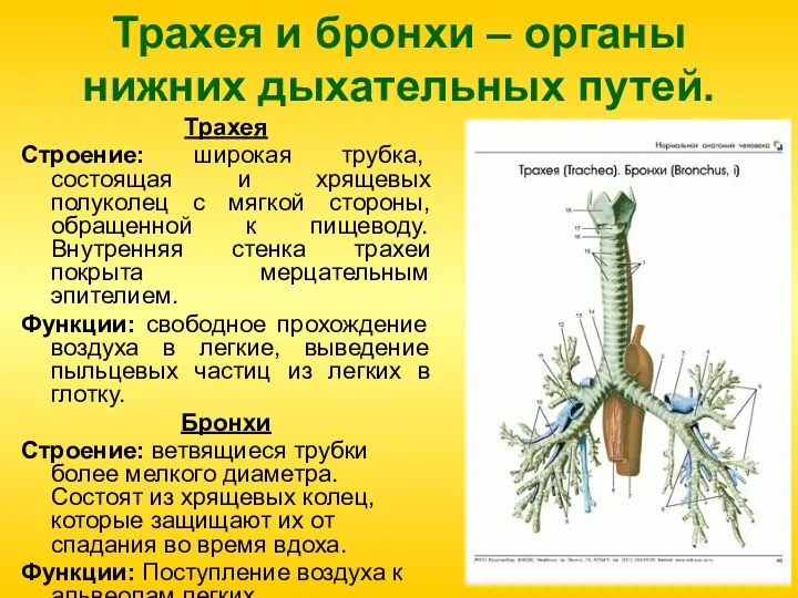 Трахея и бронхи – органы нижних дыхательных путей. Трахея Строение: широкая