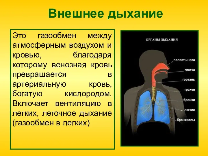 Внешнее дыхание Это газообмен между атмосферным воздухом и кровью, благодаря которому