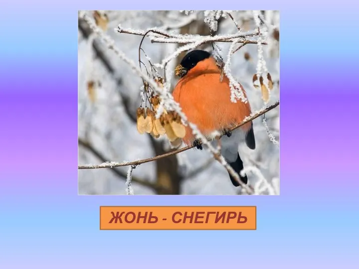 ЖОНЬ - СНЕГИРЬ