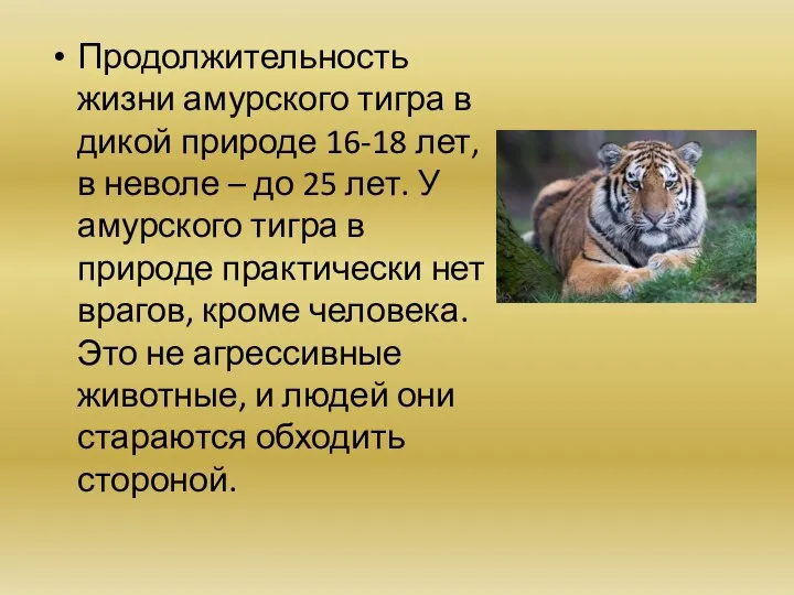 Продолжительность жизни амурского тигра в дикой природе 16-18 лет, в неволе