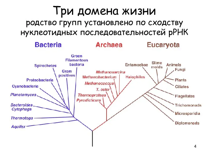 Три домена жизни родство групп установлено по сходству нуклеотидных последовательностей рРНК