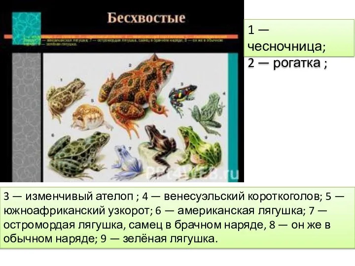 3 — изменчивый ателоп ; 4 — венесуэльский короткоголов; 5 —