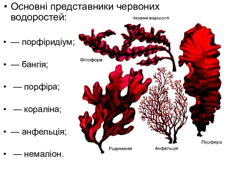 Основні представники червоних водоростей: — порфіридіум; — бангія; — порфіра; — кораліна; — анфельція; — немаліон.