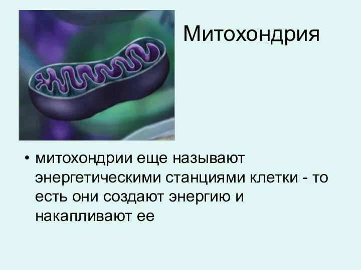 Митохондрия митохондрии еще называют энергетическими станциями клетки - то есть они создают энергию и накапливают ее