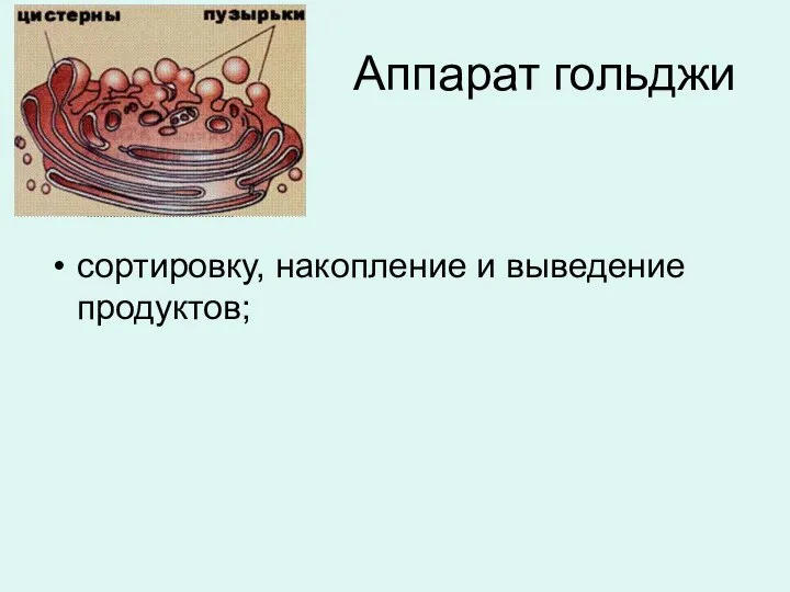 Аппарат гольджи сортировку, накопление и выведение продуктов;