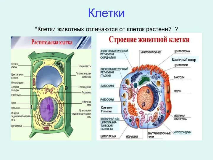 Клетки *Клетки животных отличаются от клеток растений ?