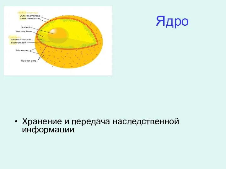 Ядро Хранение и передача наследственной информации