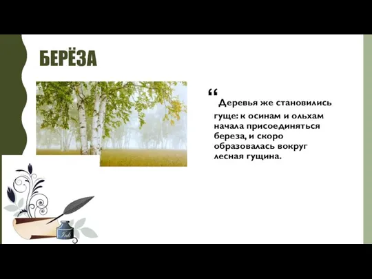 БЕРЁЗА “Деревья же становились гуще: к осинам и ольхам начала присоединяться